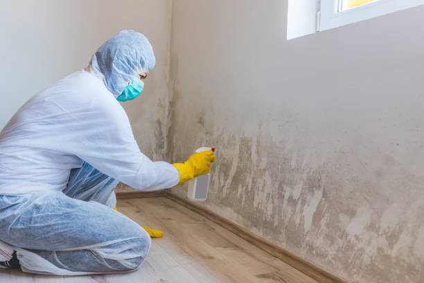 Licensed Black Mold Removal service in Point Pleasant Beach, NJ - WQB Mold Removal